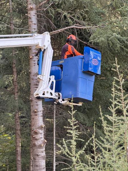 Abattage d'arbres en Hérault
