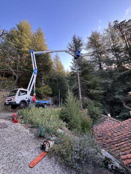 Abattage d'arbres en Hérault