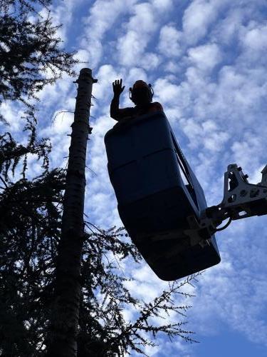Élagage dans l’Hérault