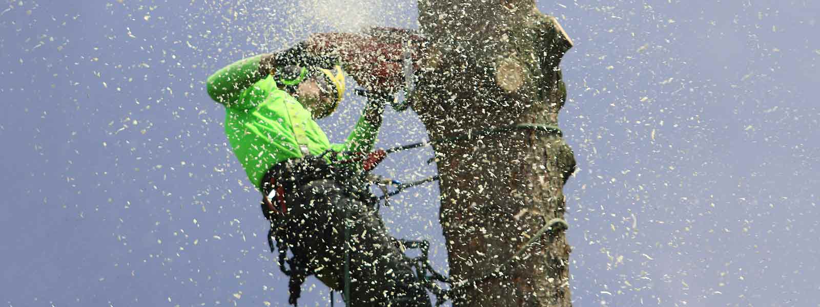 Élagage dans l’Hérault