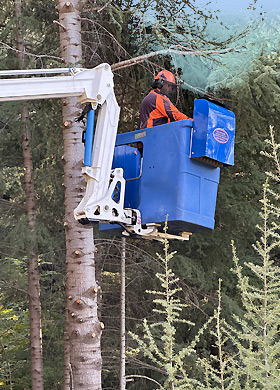 Service d'élagage dans l'Hérault